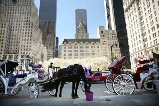 NYC Christmas Light and Rocfeller Tour