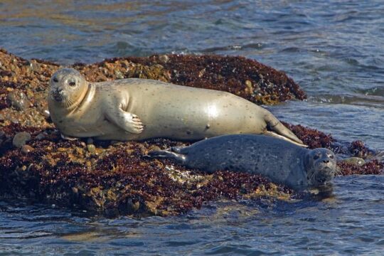 New York City Sightseeing and Seals Boat Tour