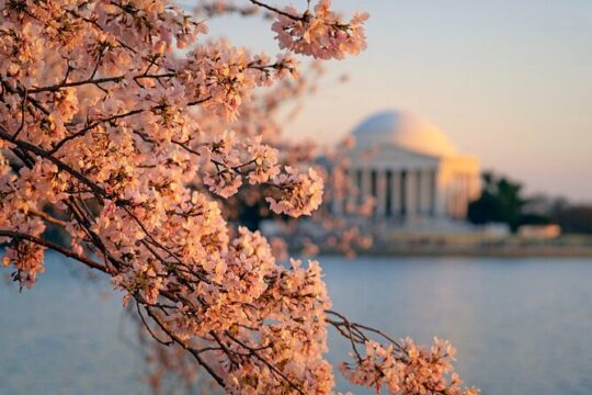 D.C. Cherry Blossom and Old Town Alexandria 2-Day Tour from NY