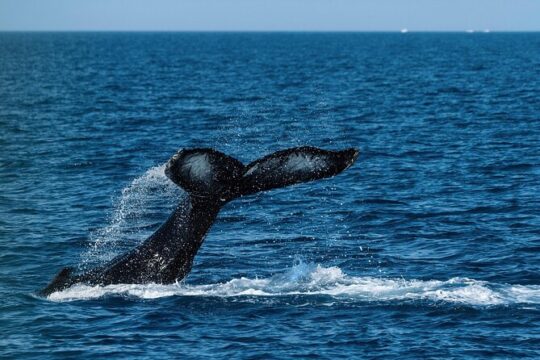 NYC Whales and Wildlife Watching Cruise