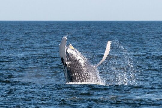 Seastreak New York City Whale Watching Cruise